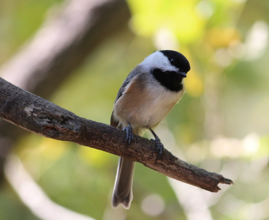 Black capped chickadee - Gleanings From the Word, devotionals