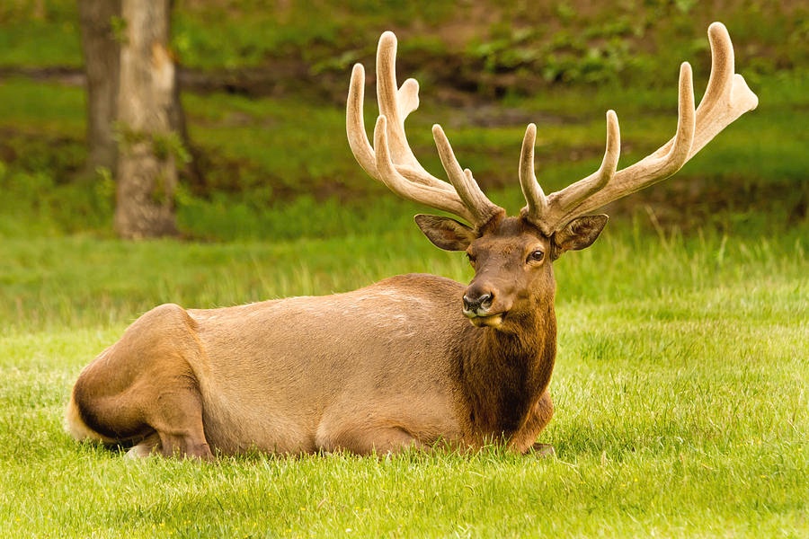 Male (bull) elk in velvet, Gleanings From the Word, devotionals