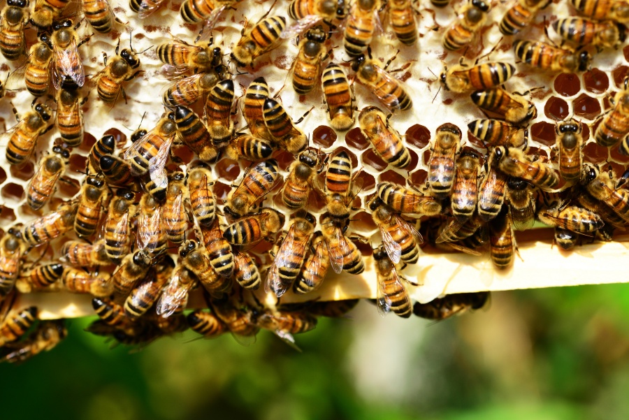 Honey bees on a super - Gleanings From the Word