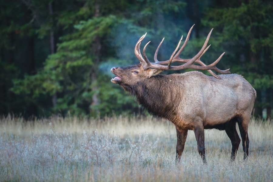 Bugling elk (wapiti) - Gleanings From the Word devotionals