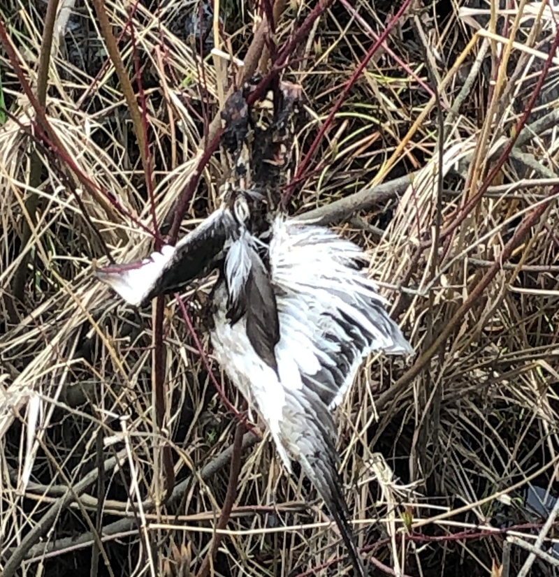 Duck wings - Fish Trap Creek Park, Abbotsford, Gleanings From the Word