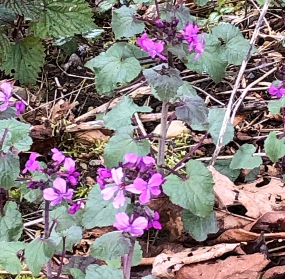 Purple Flowers - Downes Bowl, Abbotsford - Gleanings From the Word - devotionals