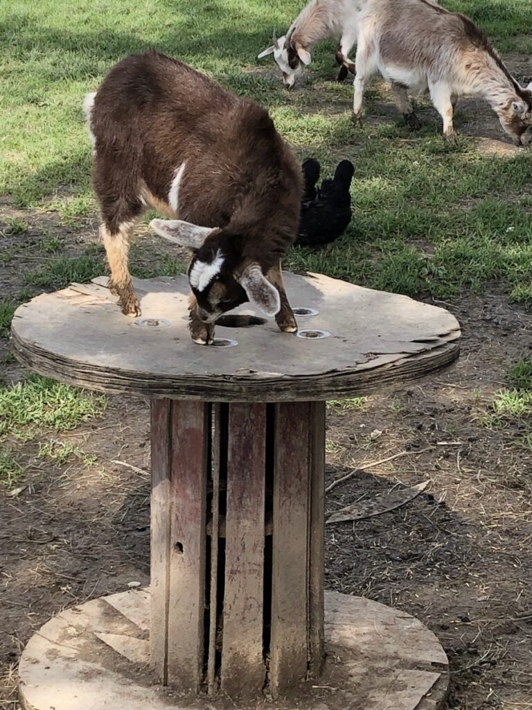 Simple pleasures - Petting Zoo - Gleanings From the Word