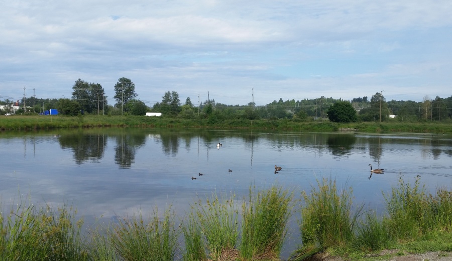 whirlwind, Willband Creek Park, Abbotsford, Gleanings From the Word, devotionals