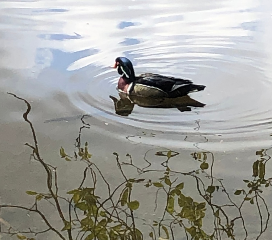 Wood duck, duck, waterfowl, birding, power, devotionals, Gleanings From the Word