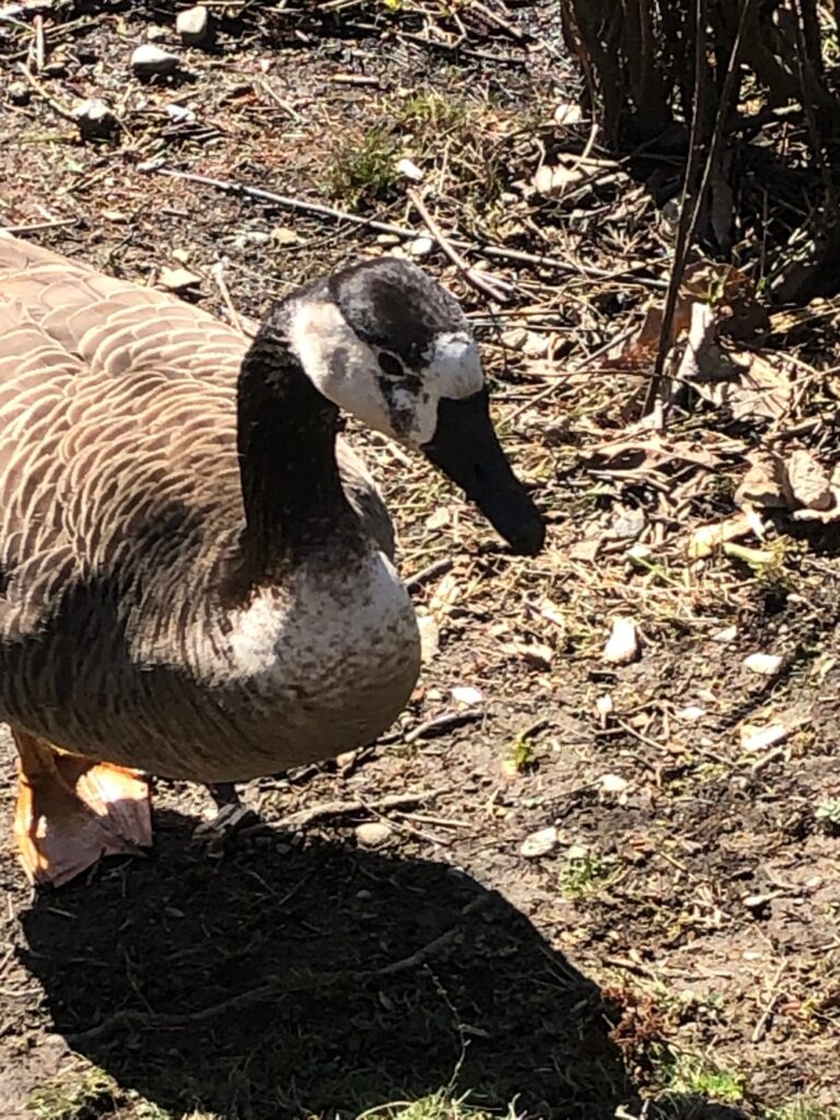 Leucistic Canada Goose - Gleanings From the Word