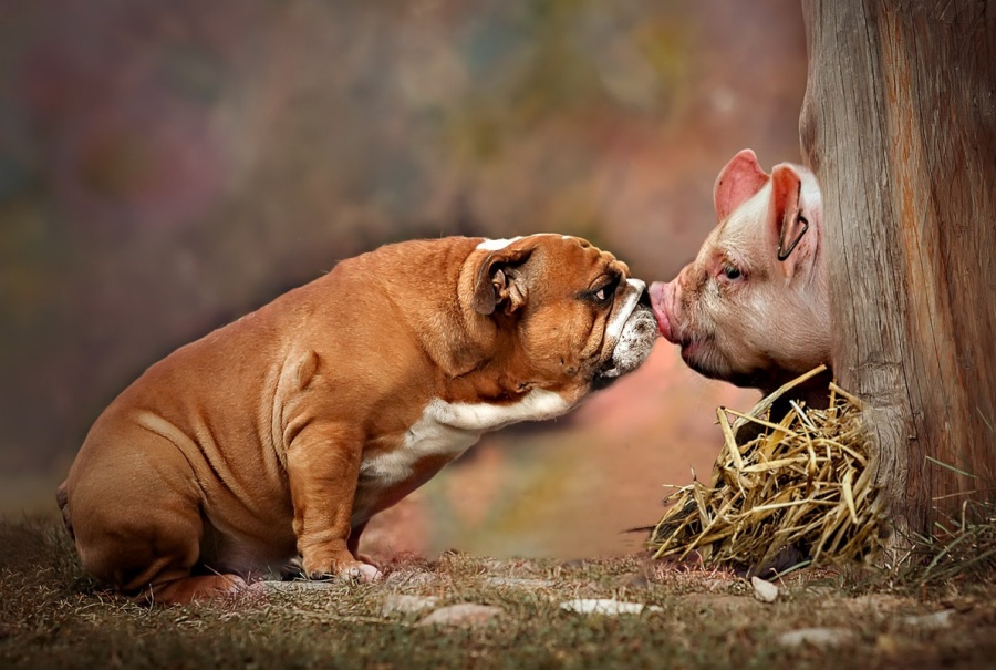 Pig and dog, Gleanings From the Word devotionals