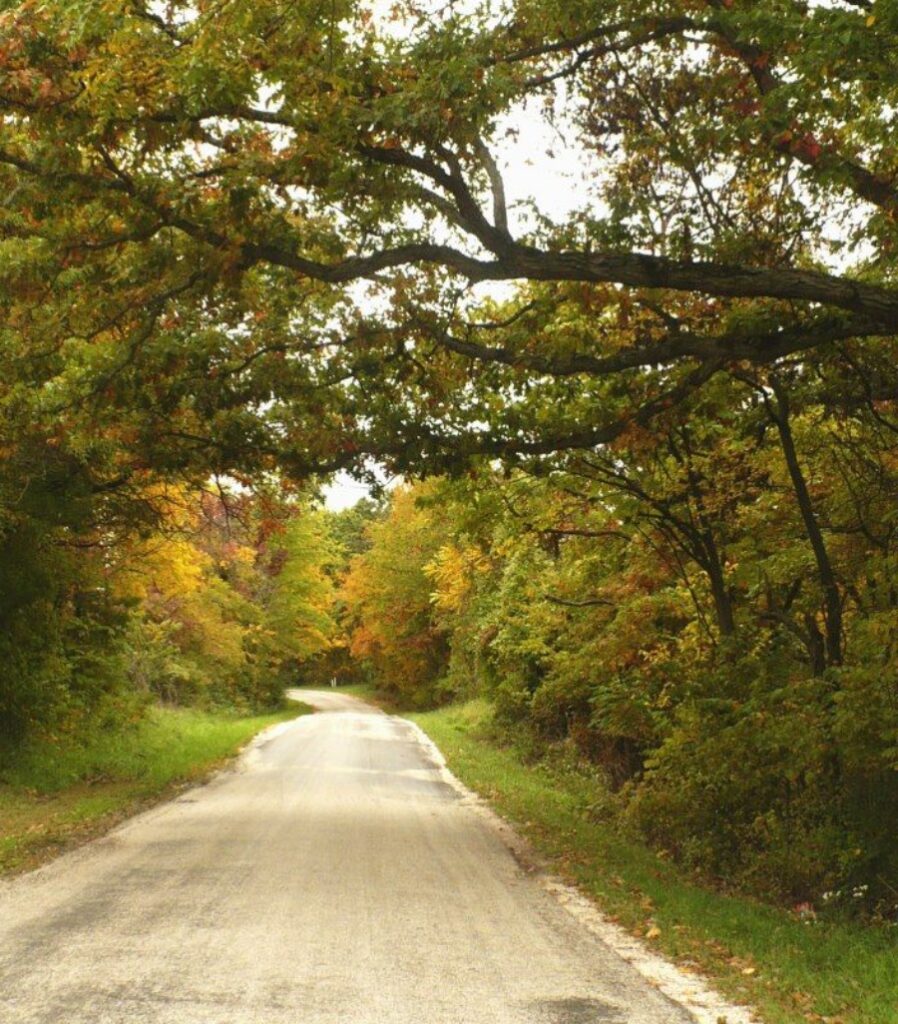 An archway of trees over the roadway. Gleanings From the Word