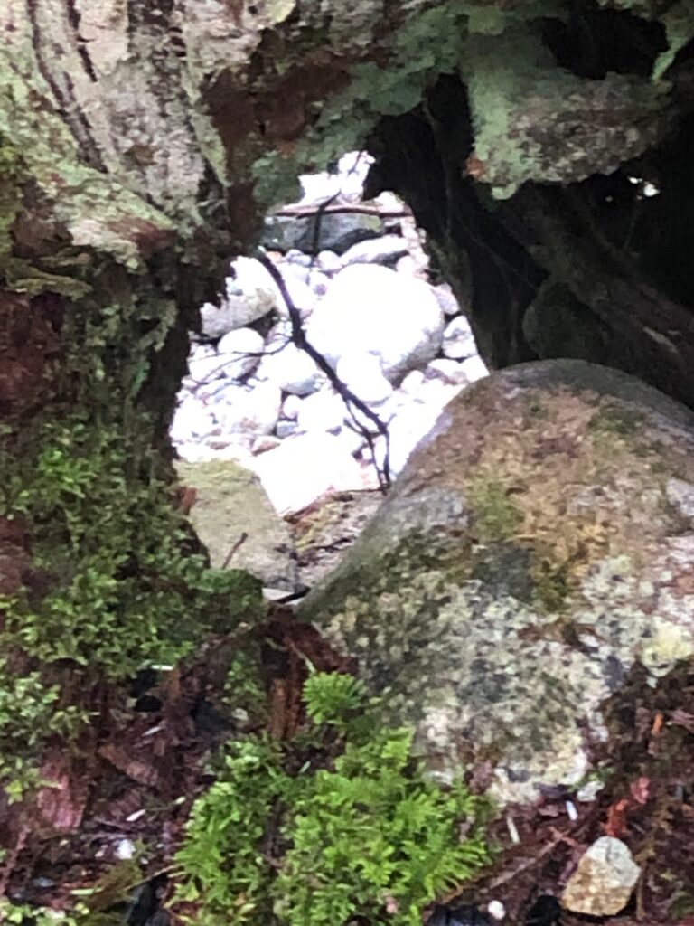 Hole in old growth cedar hinting at the creek beyond. Cascade Falls Parl, Mission BC, devotional