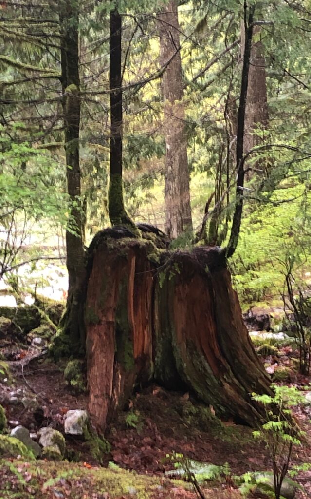 Tree, old growth, new growth, cedar, Cascade Falls, Mission