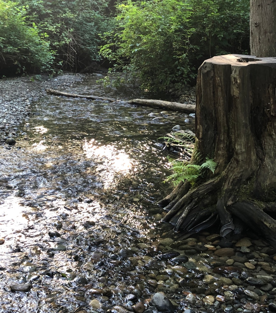 Shaded Stoney Creek with blindingly sunny spots