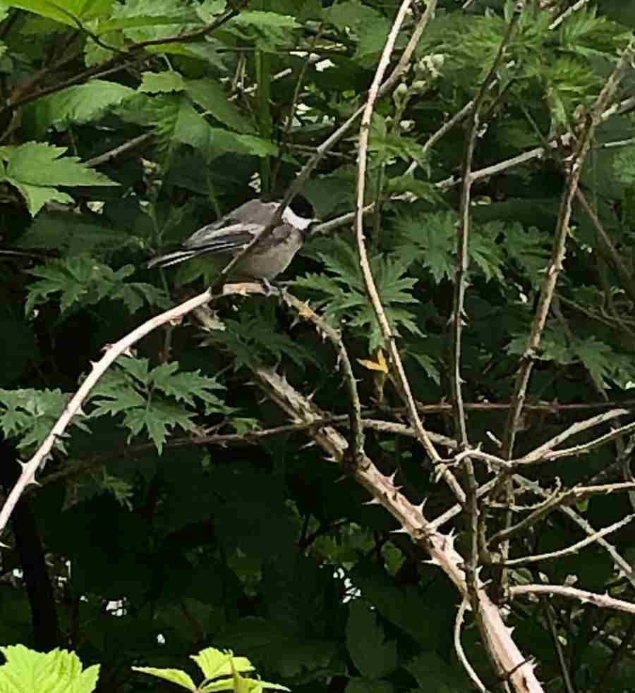 Chickadee resting ona  thorny blackberry bramble.