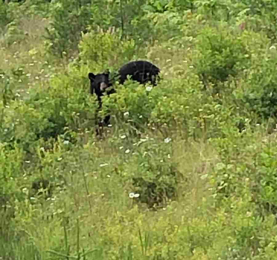 Blue River black bear by highway