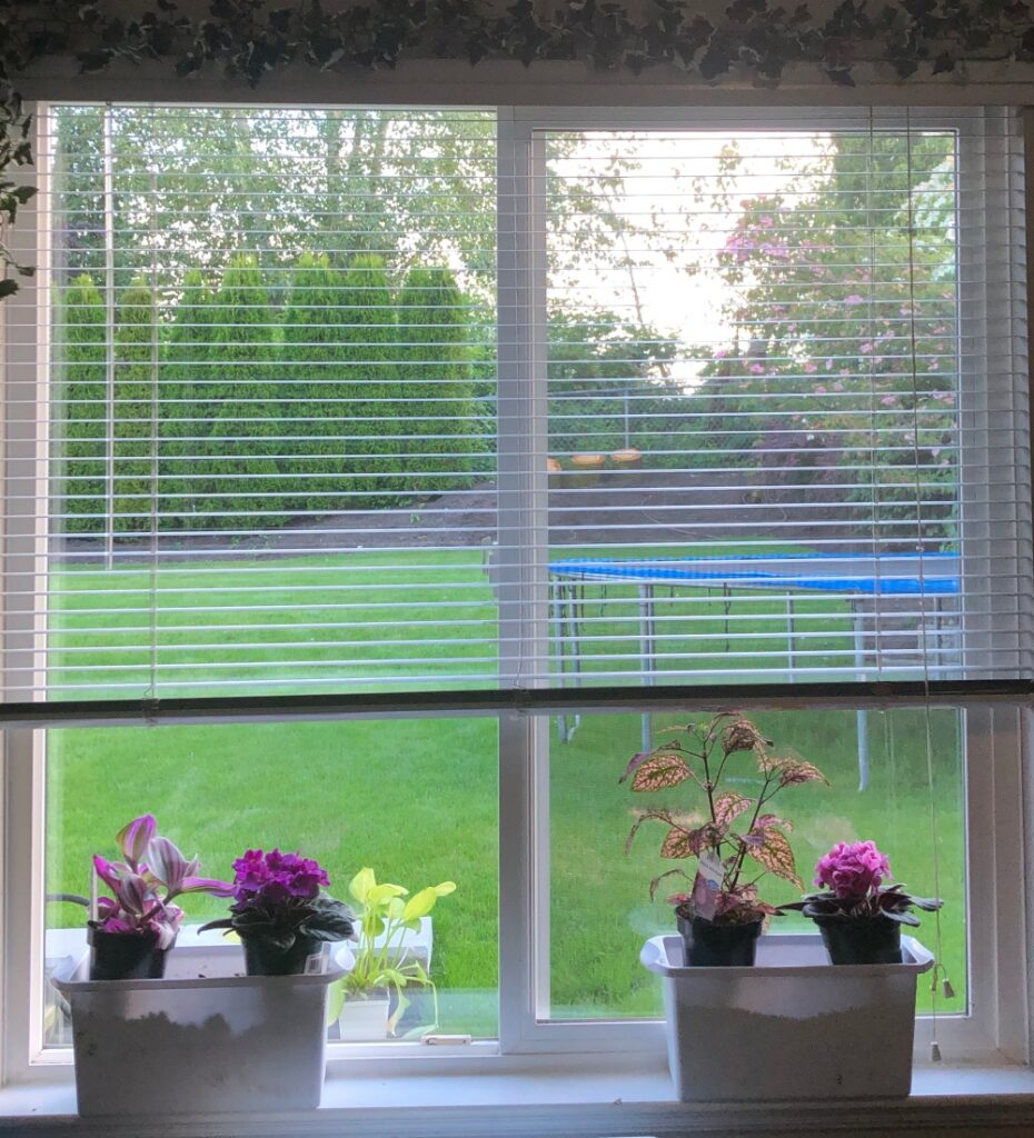 African violets, pink polka dot plant, spider wort dressing yp my window
