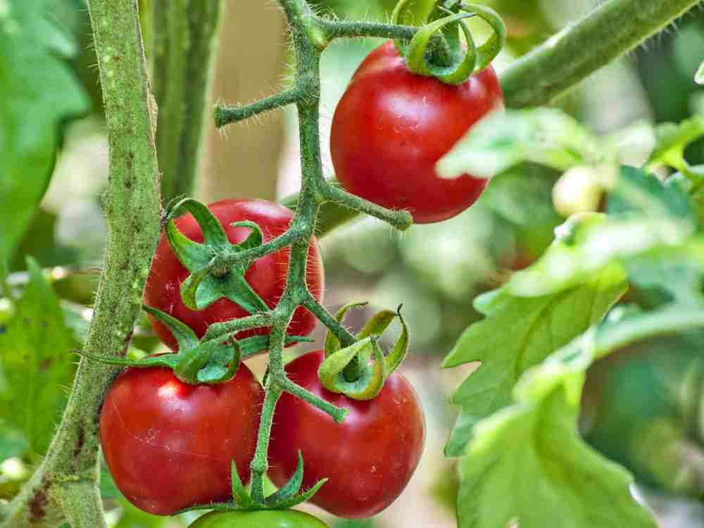 Cherry tomatos on vine. A sweet fruit or a vegetable?