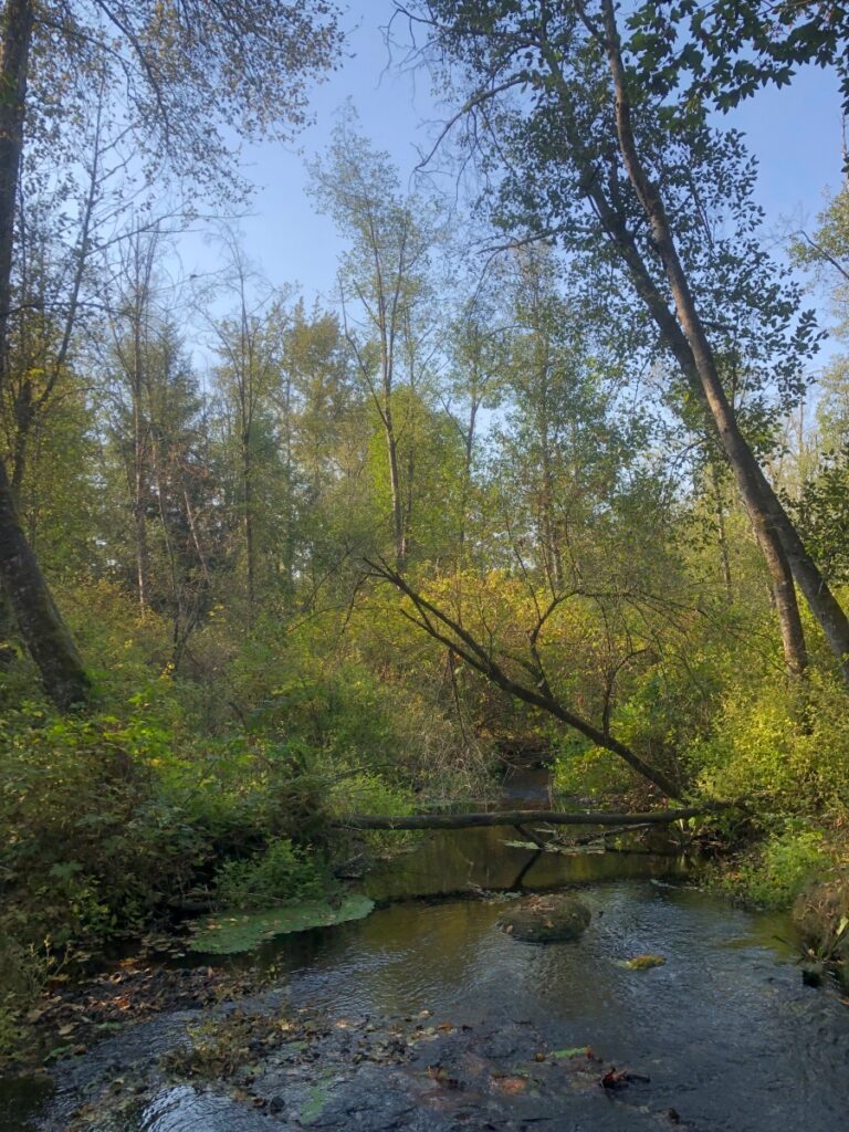 Pepin Brook. View downstream from the bridge at  (aldergrove Regional Park)