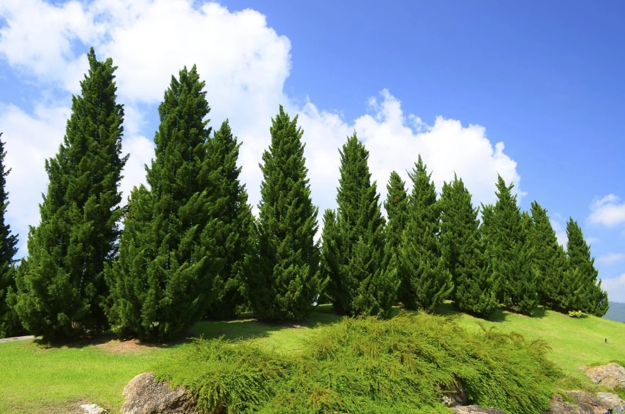 Row of pine trees on ridge top