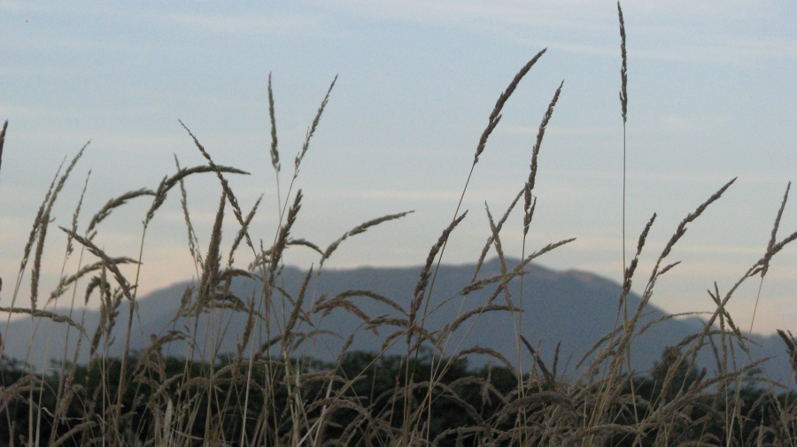 The perspective makes the grasses in the foreground huge in comparison to the mountains