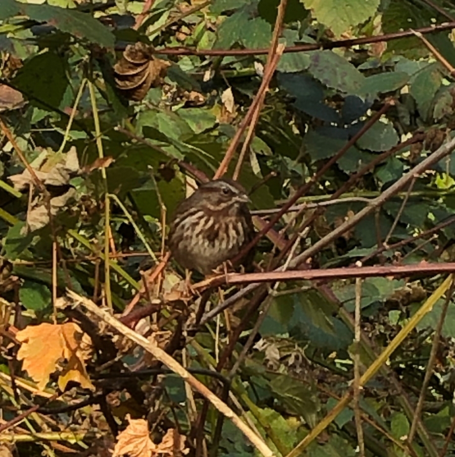 Song sparrow in bushes