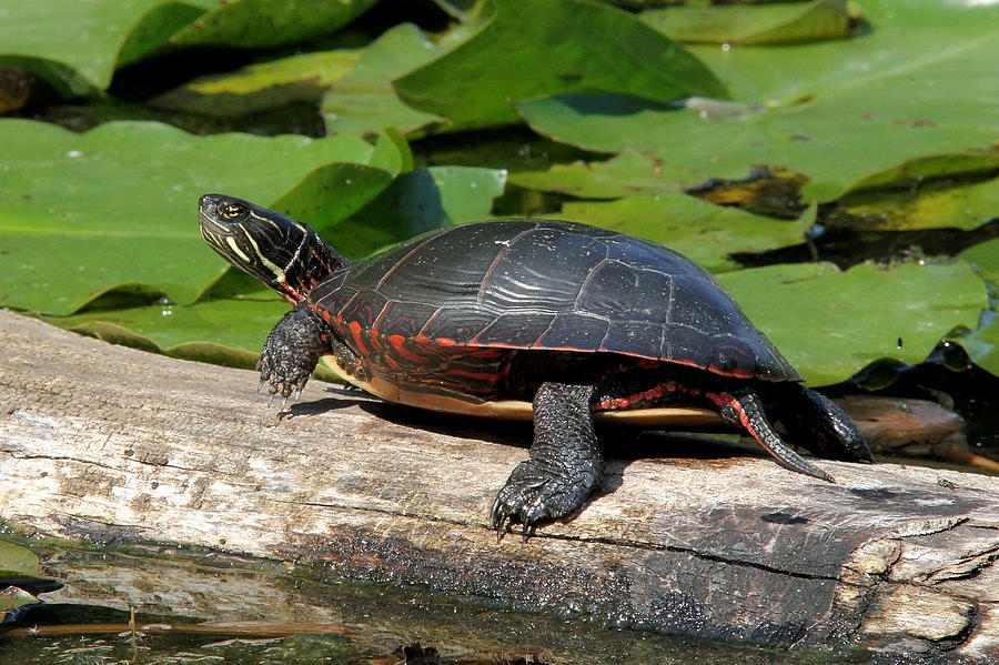 Western painted turtle sunning on a log