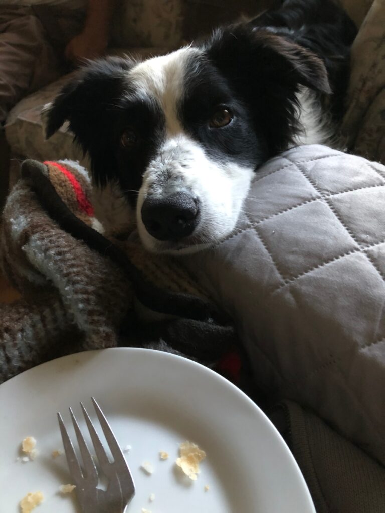 Misty the border collie, looking lovingly and hoping for pie.
