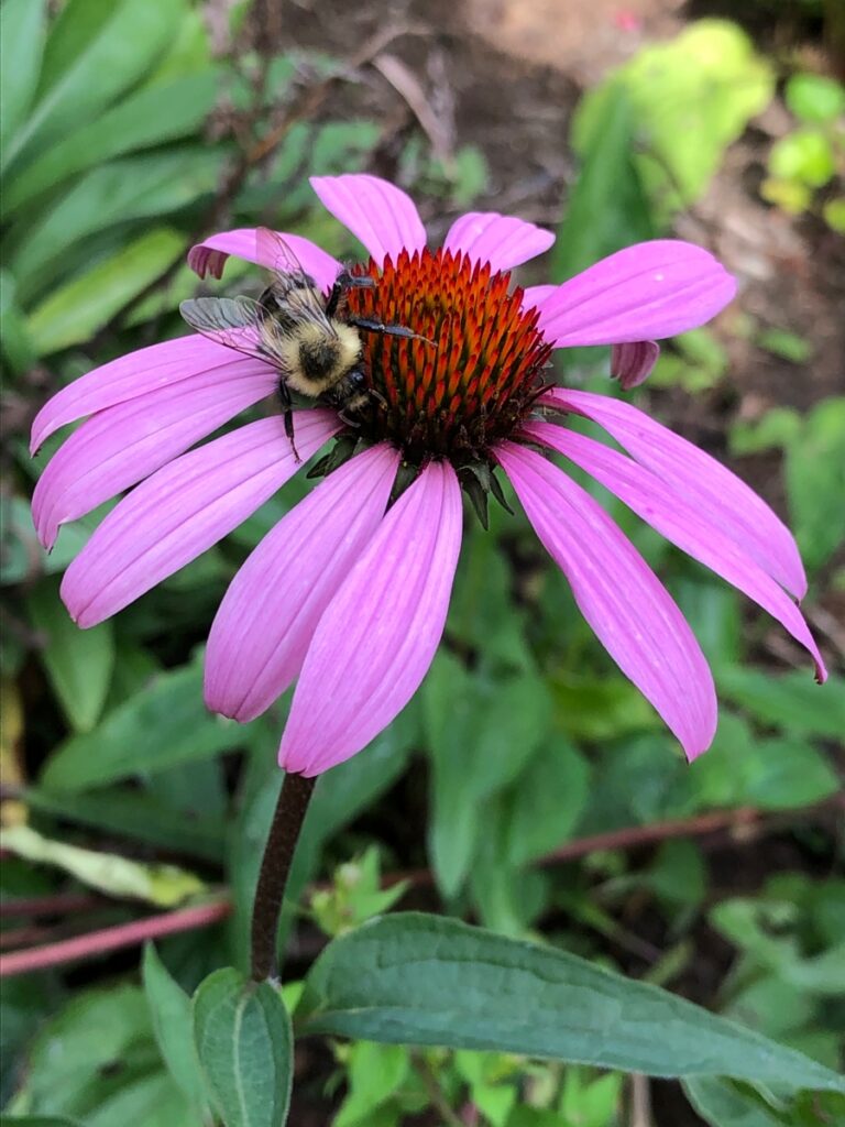 Honey Bee sleeping on a purple flower