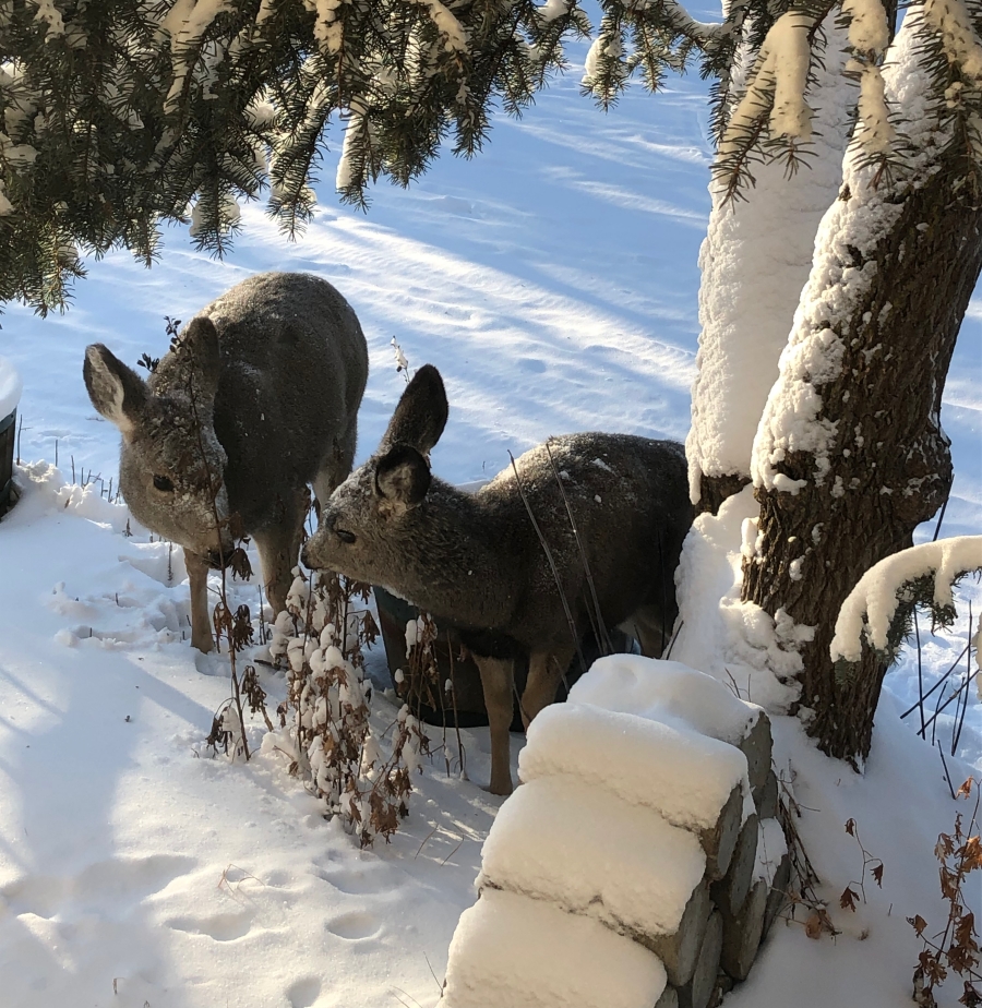 Two small deer browsing in the snow by a firewood pile