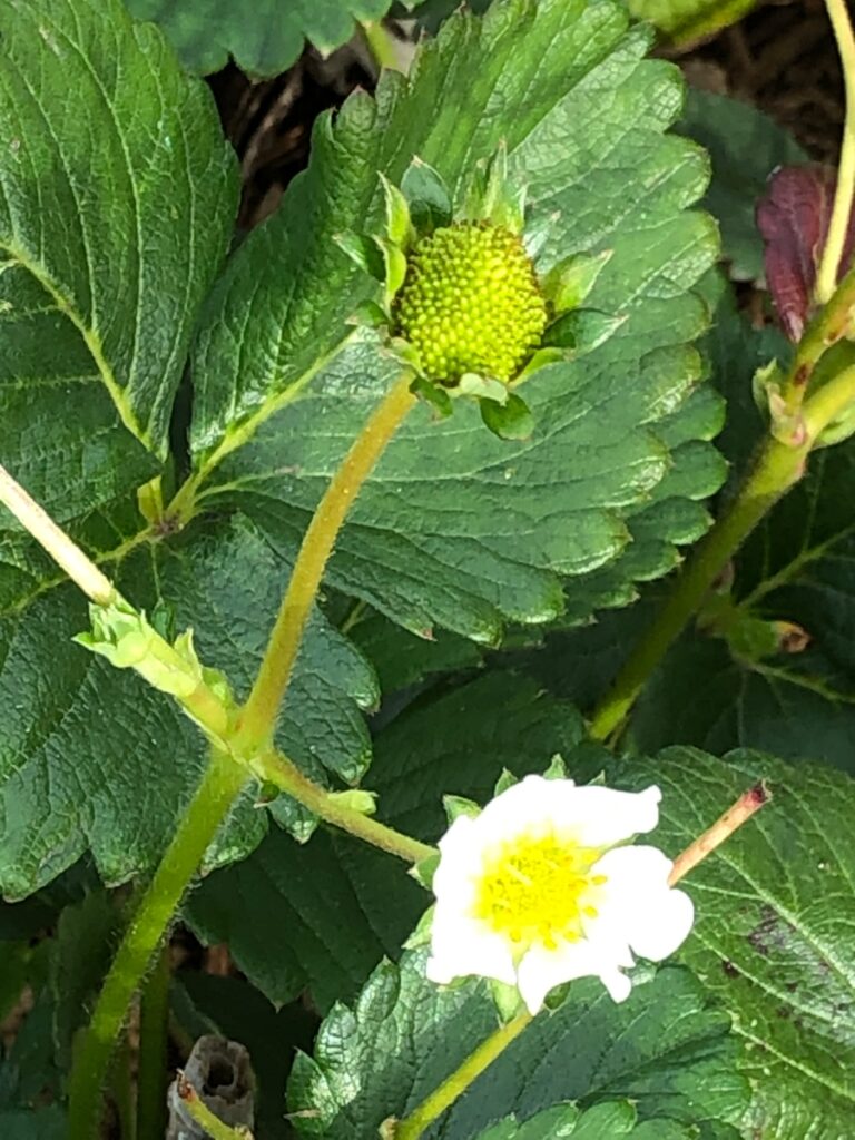 Everberry strawberry with a blossom and green fruit, set in a community garden