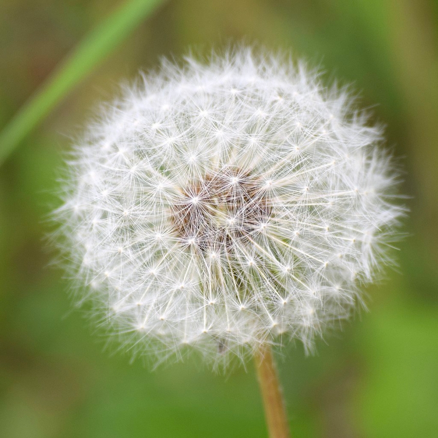 Closeup of a dandelion puffball