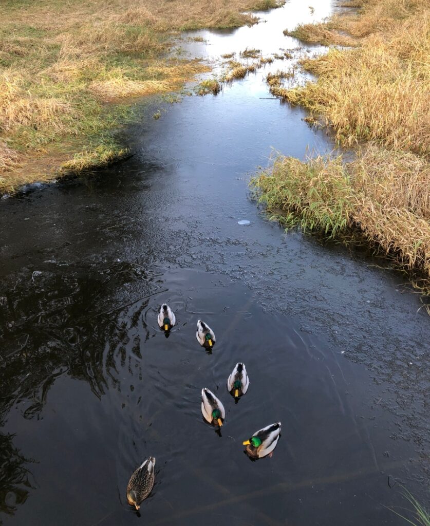 Small flock of mallard ducks on a stream