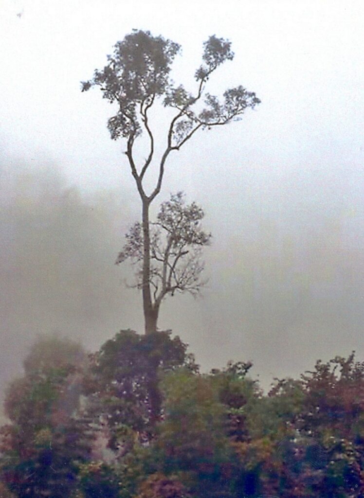 Tall tree in fog, Mountaintop jungle Southeast Asia.