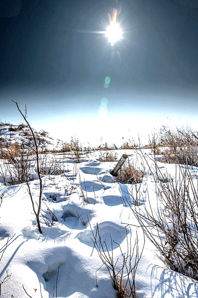 A bright snowy day in the country. Perfect for snow-blindness.