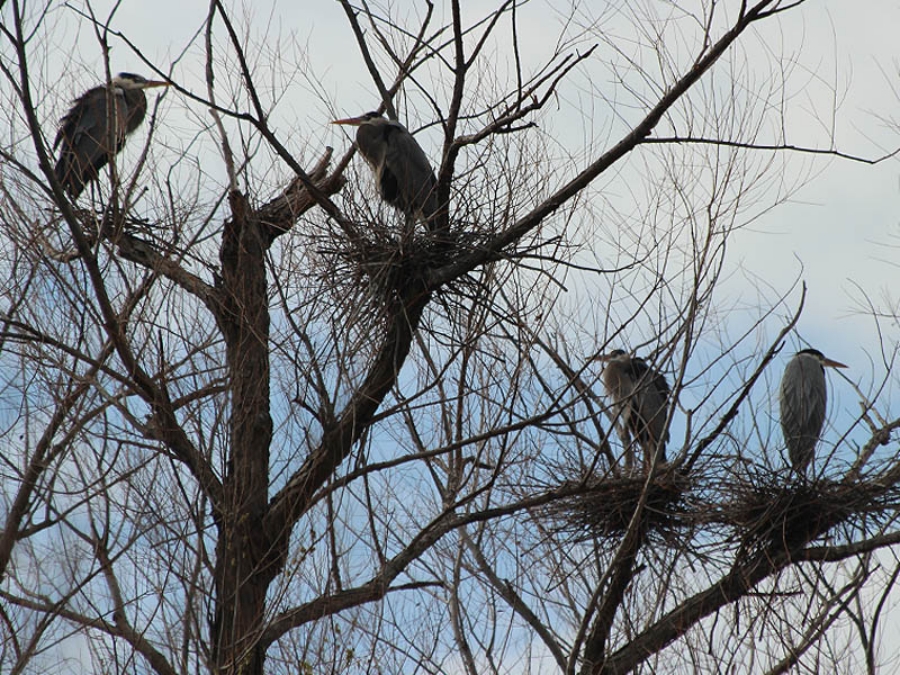 Great blue Heron nesting colony