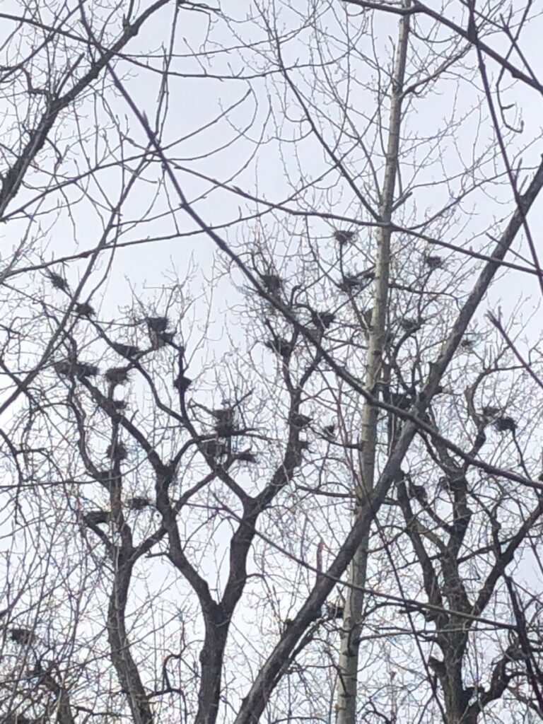 Winter Heronry - Great Blue Heron Nature Preserve, Chilliwack