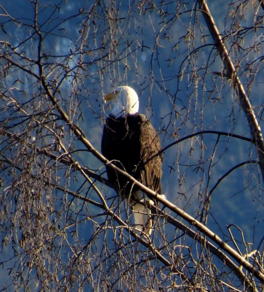 Birding ...Resting bald eagle, Willband Creek park, Abbotsford