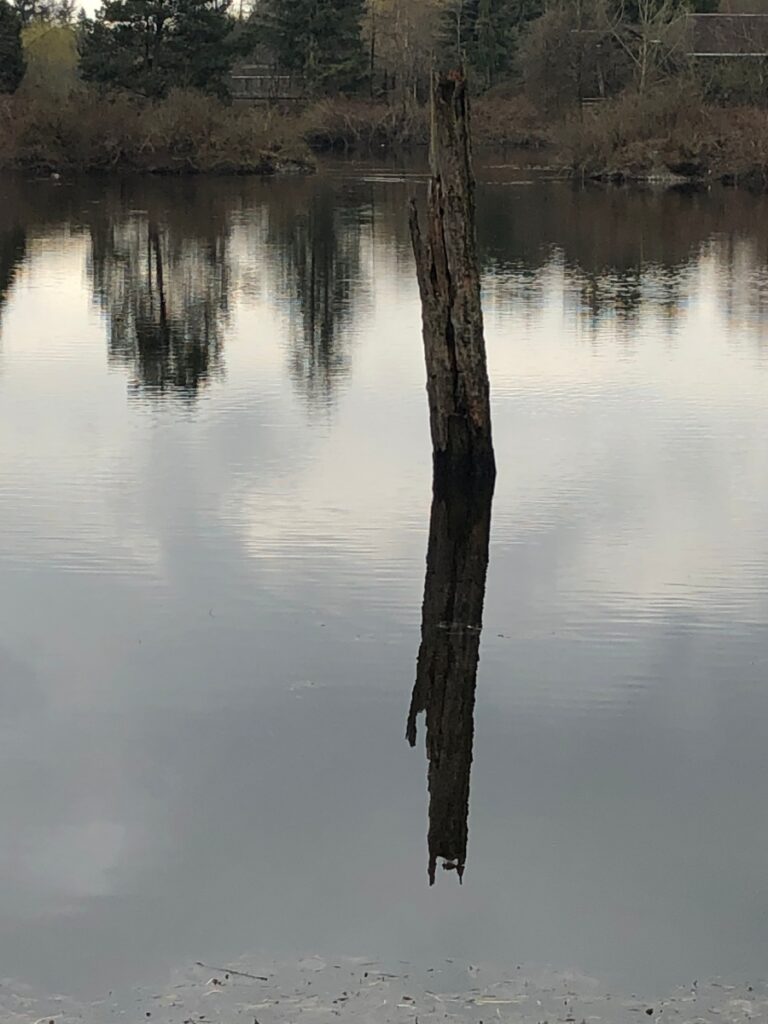 Reflections of a tree is a pond - Fishtrap Creek (Ellwood) Park, Abbotsford
