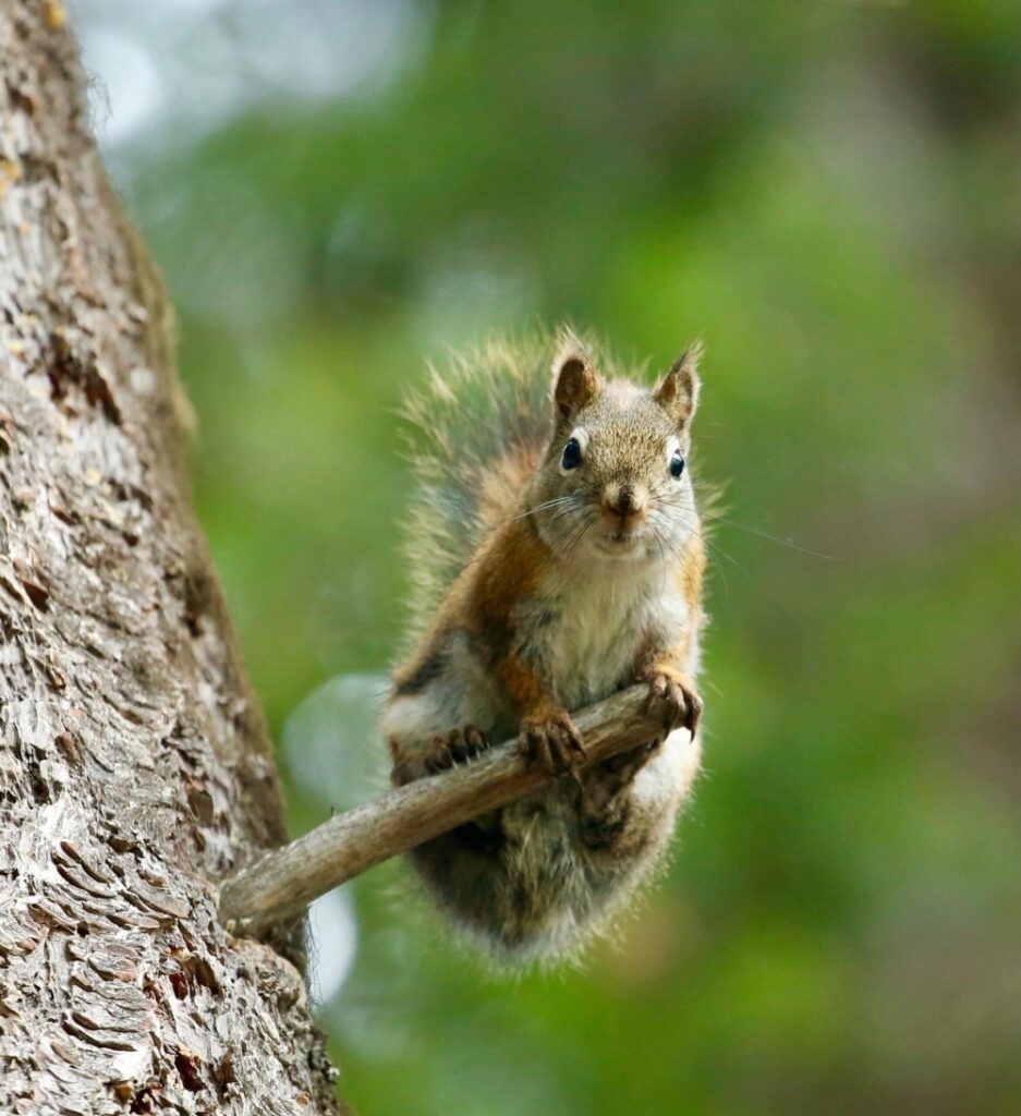 Red squirrel sitting on a tree branch