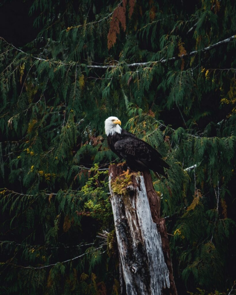 Bald eagle
