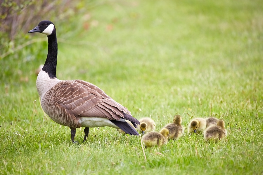 Canada goose with goslings