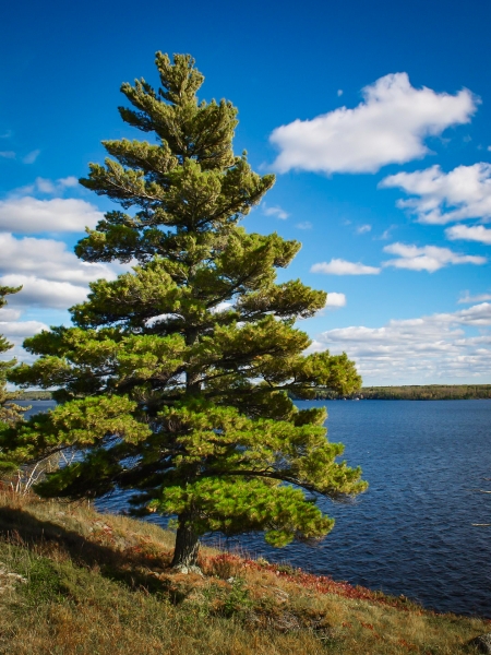 Eastern White pine tree