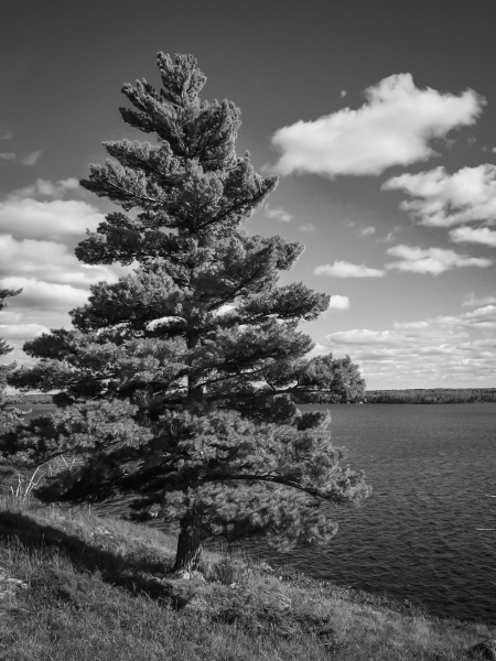 Eastern White pine in black and white