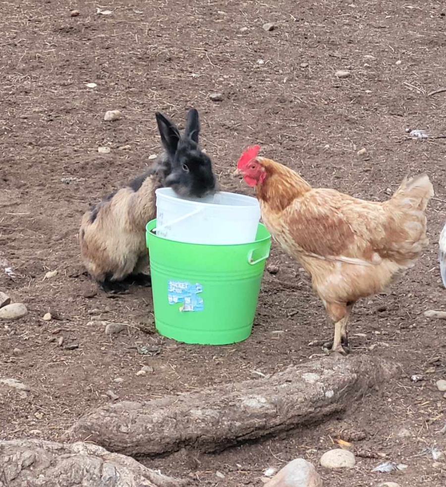 Chicken and bunny photo courtesy Kim Thomas, Clearwater