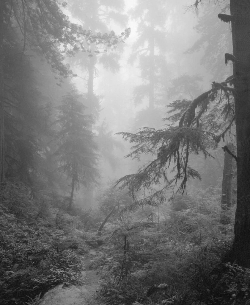 Foggy forest morning