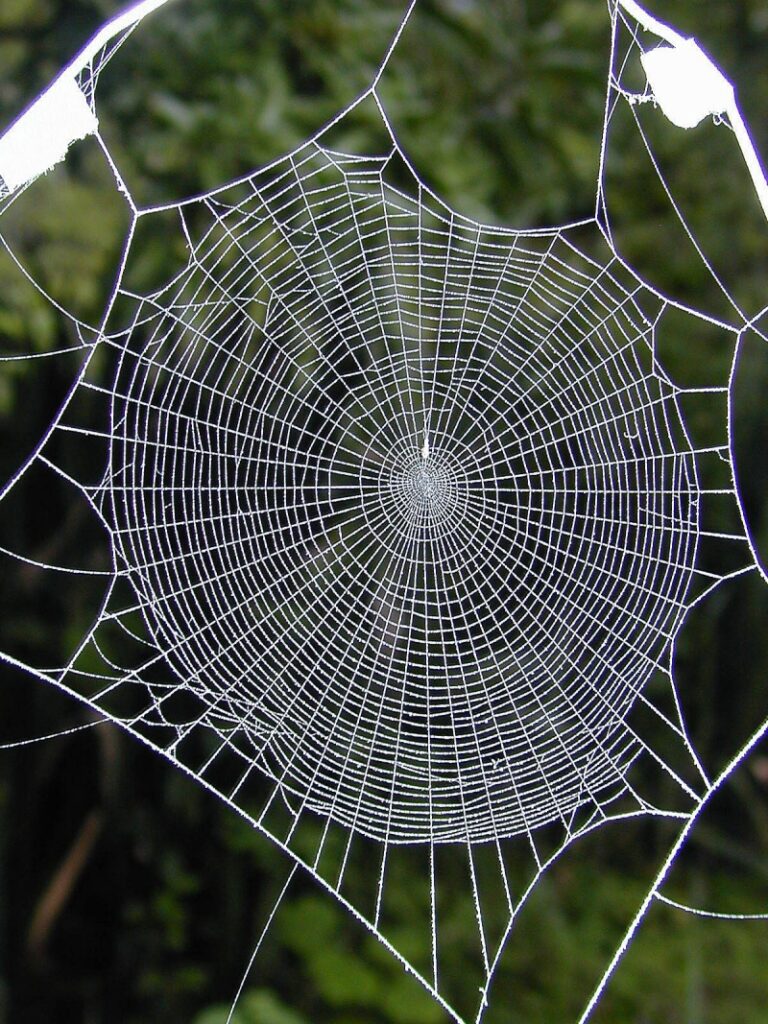 Spiderweb, cobweb