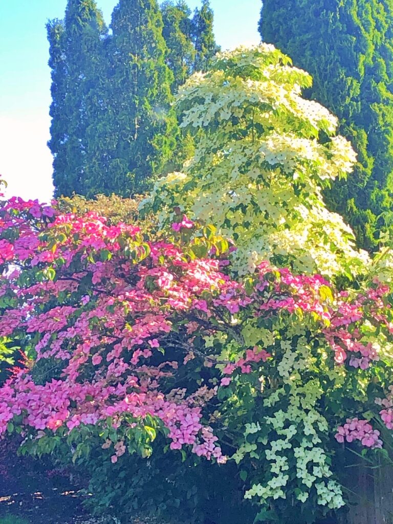 Sunny morning, backyard garden view.