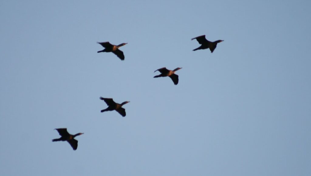cormorants