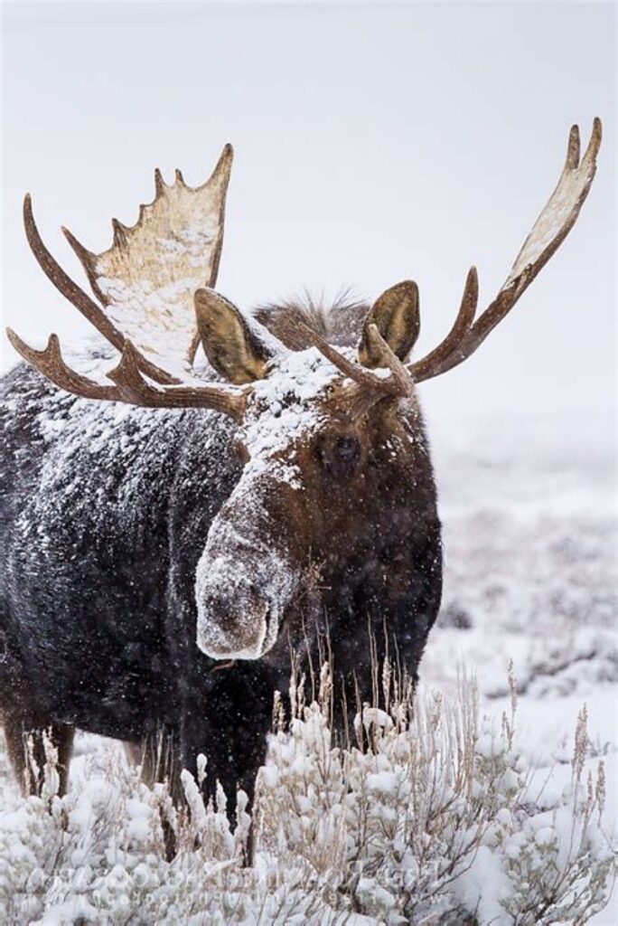 Bull moose in winter