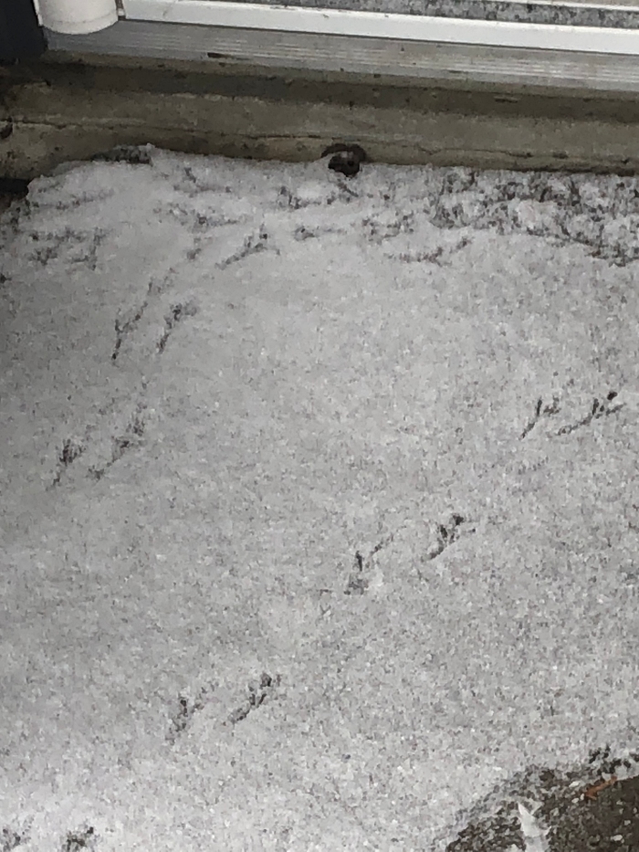 bird tracks in snow at front door