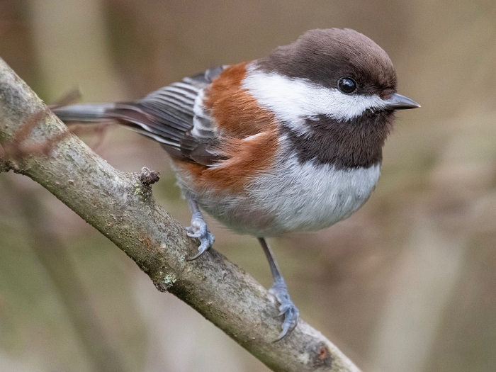 chicks dee on a branch