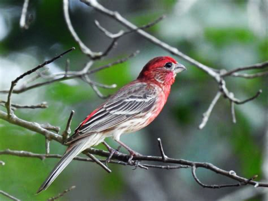 male house finch